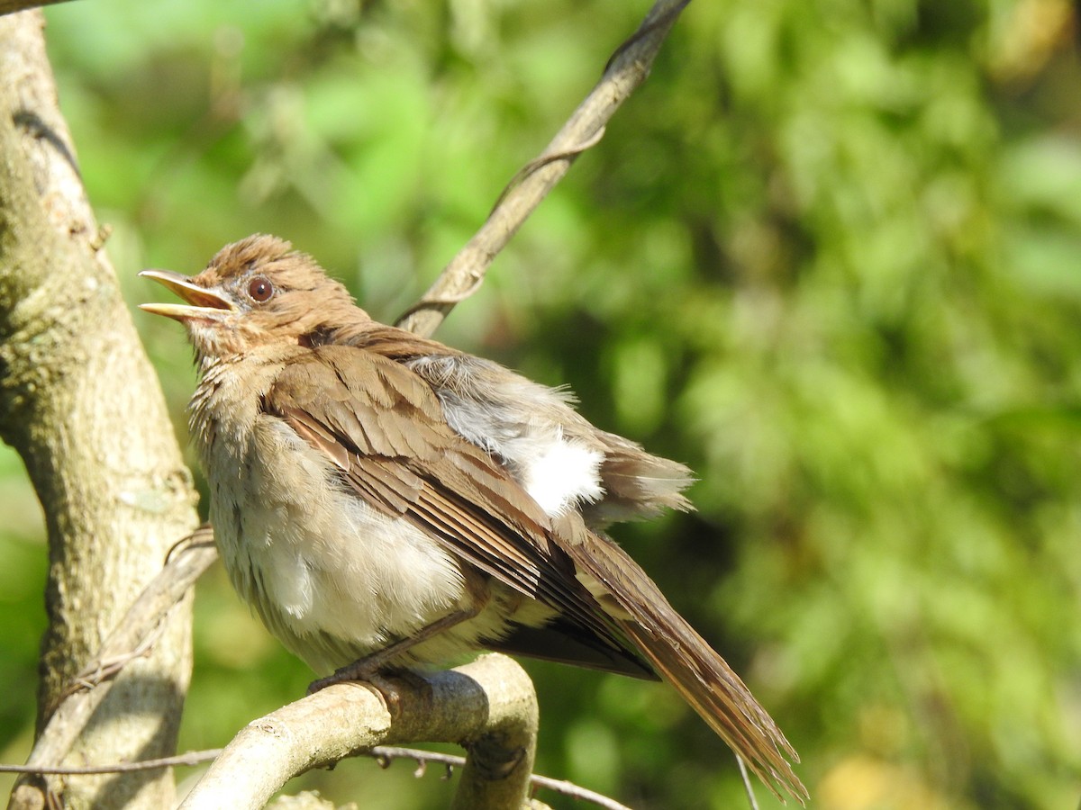 Creamy-bellied Thrush - Melissa Alves