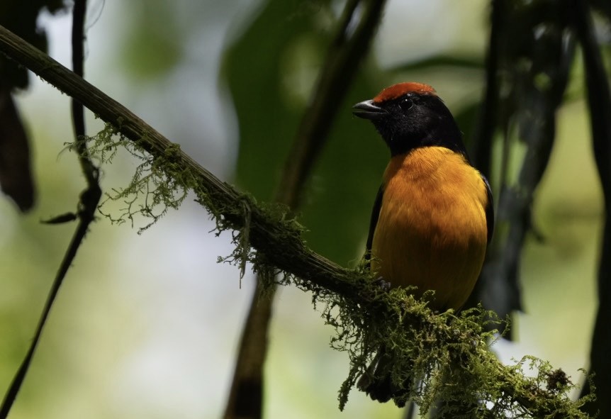 Tawny-capped Euphonia - Felix Perdue