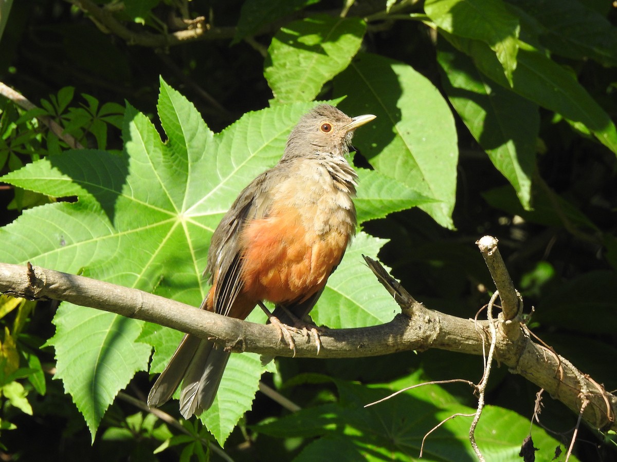 Rufous-bellied Thrush - ML615159973