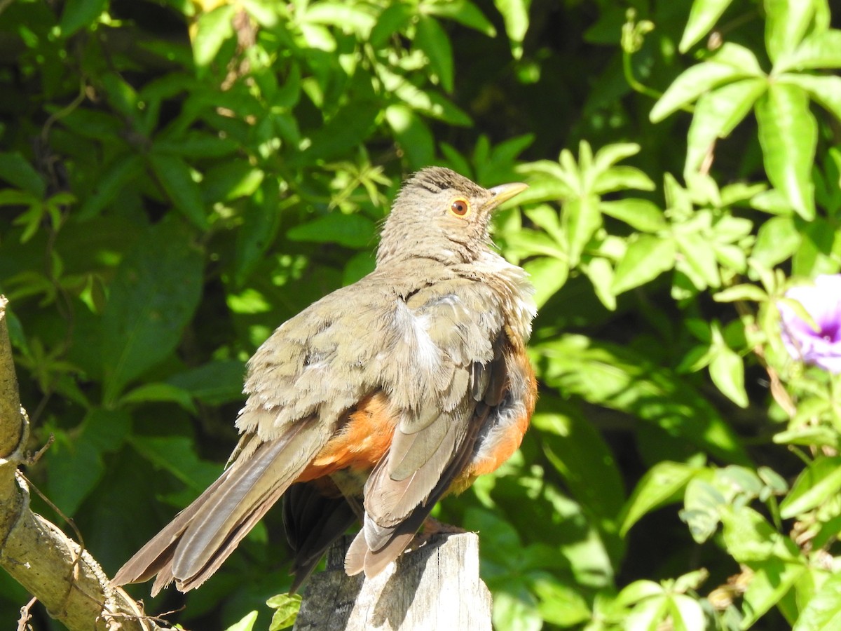 Rufous-bellied Thrush - Melissa Alves