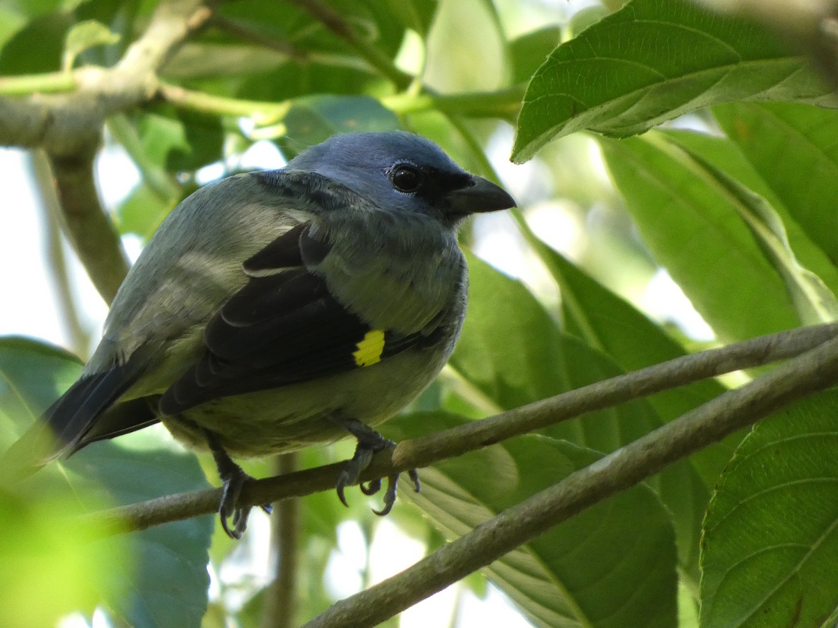 Yellow-winged Tanager - ML615159987