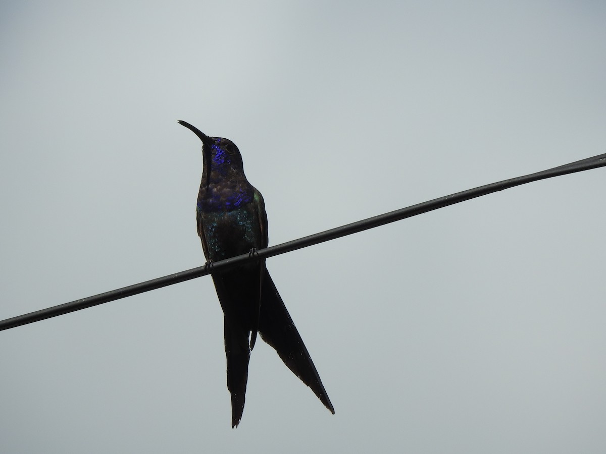 Swallow-tailed Hummingbird - Melissa Alves