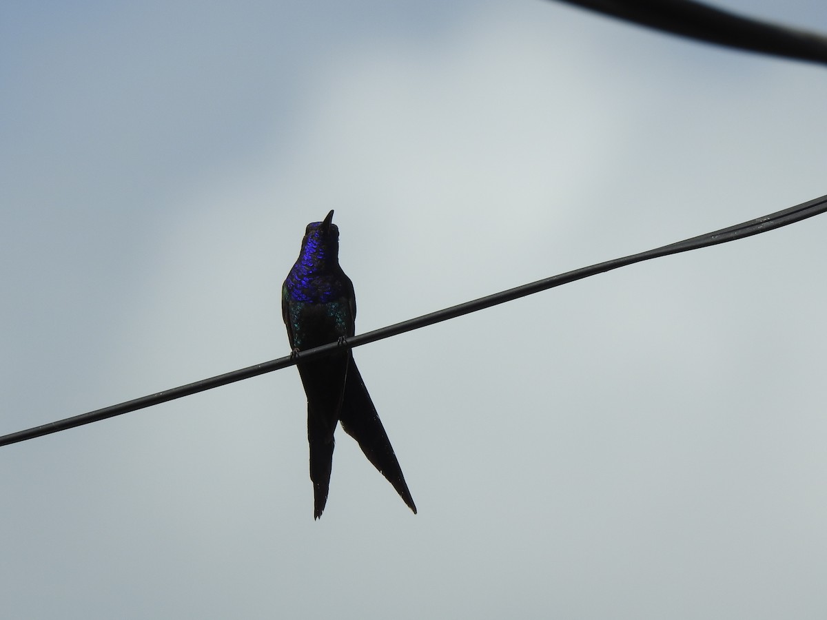 Swallow-tailed Hummingbird - Melissa Alves