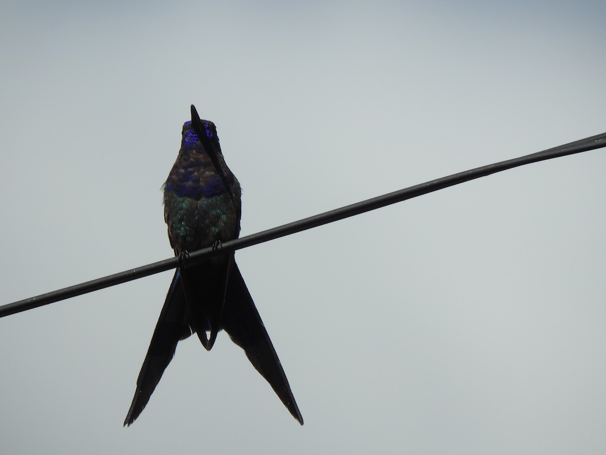 Swallow-tailed Hummingbird - Melissa Alves