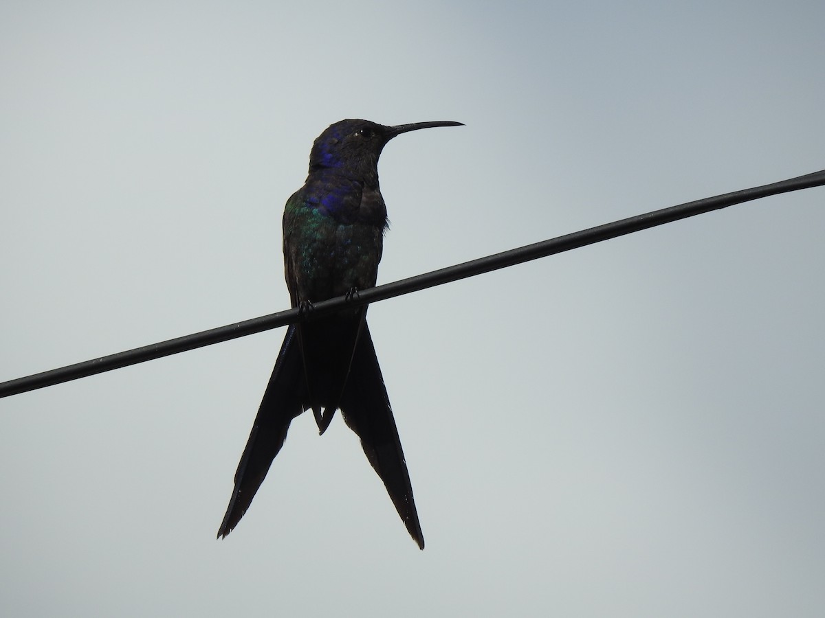 Swallow-tailed Hummingbird - Melissa Alves
