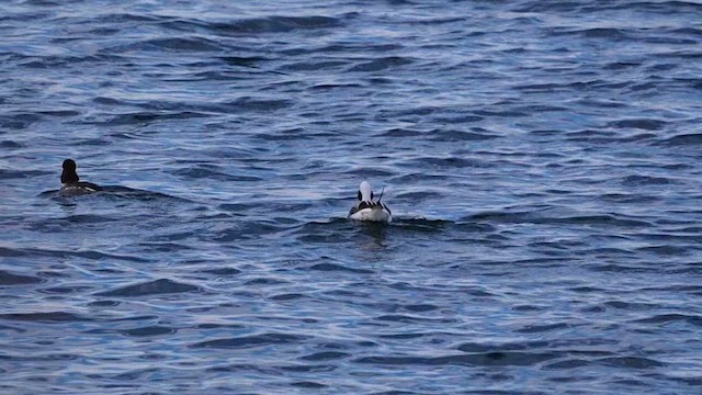 Long-tailed Duck - ML615160057