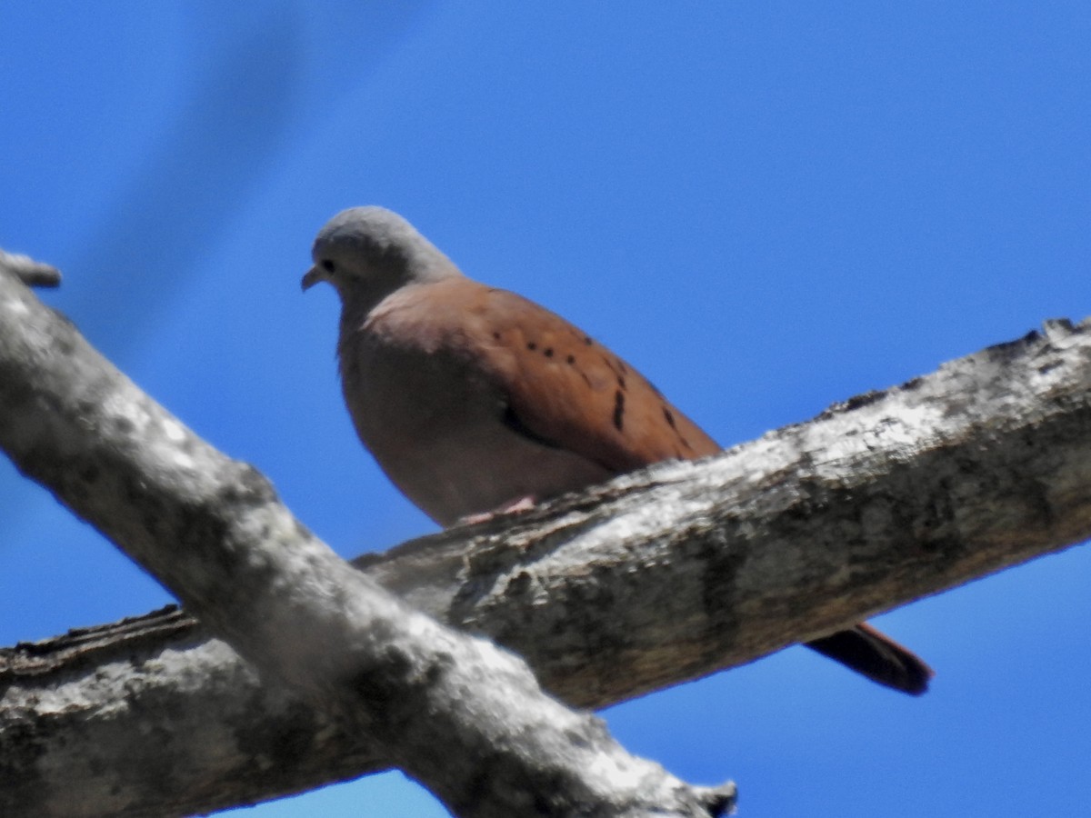 Ruddy Ground Dove - ML615160150