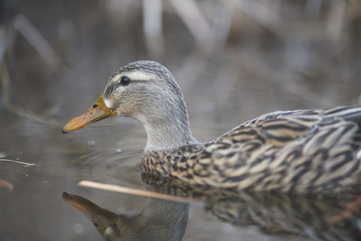 Canard colvert - ML615160204