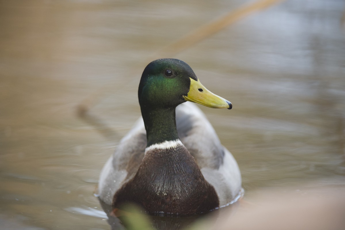 Mallard - Robert Carter