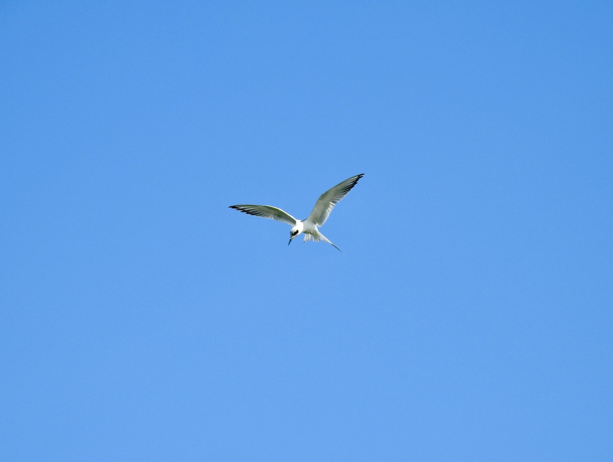 Forster's Tern - ML615160250