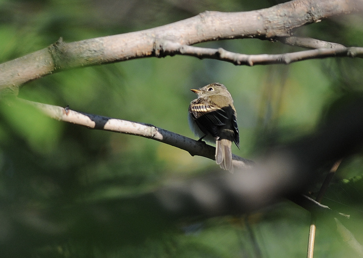 Least Flycatcher - ML615160263