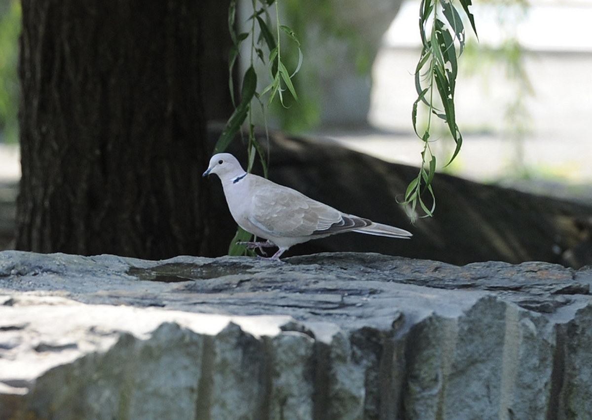 Eurasian Collared-Dove - ML615160298