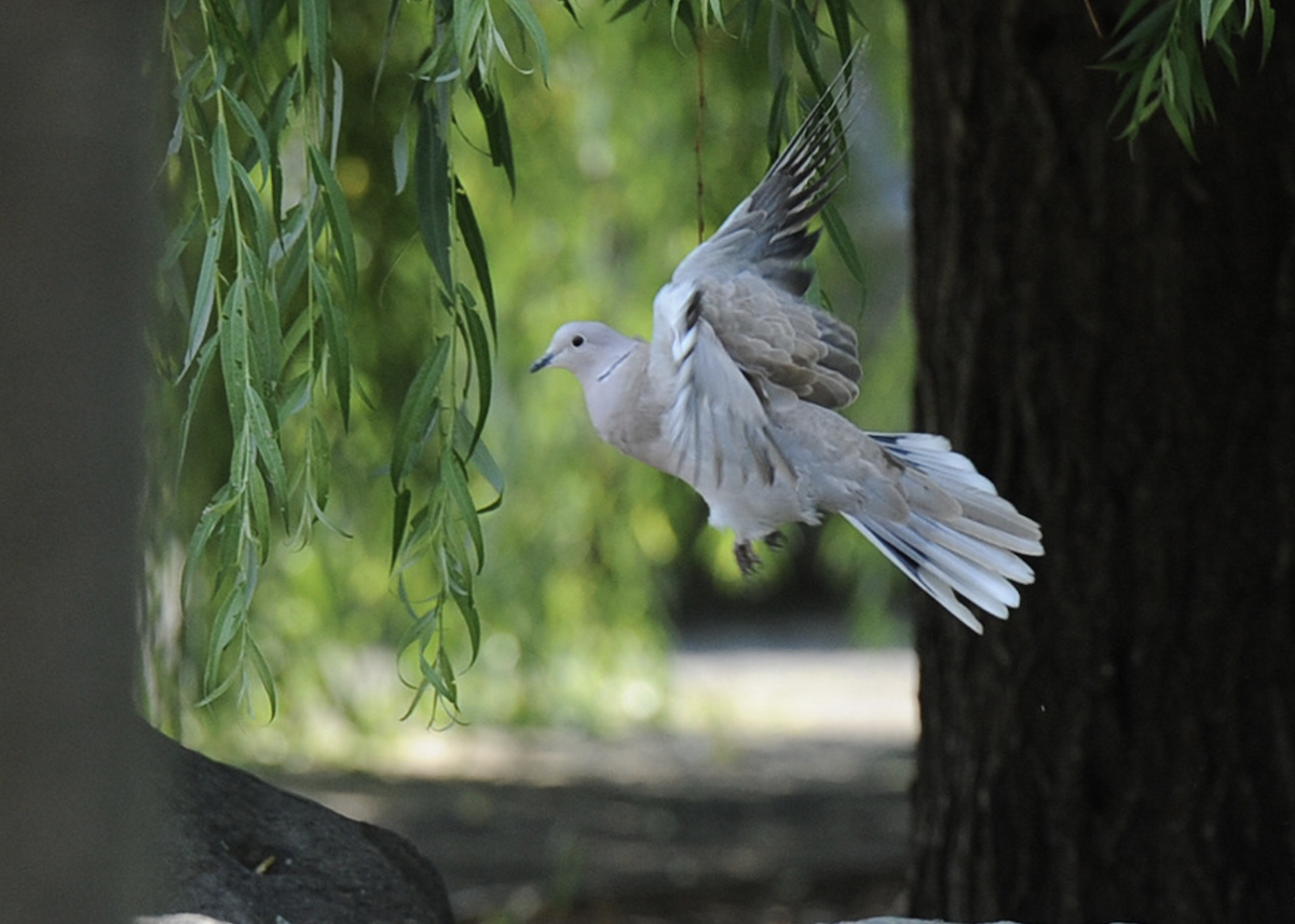 Eurasian Collared-Dove - ML615160300