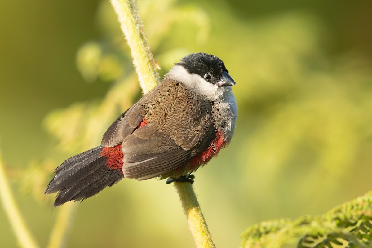 Kandt's Waxbill - ML615160318