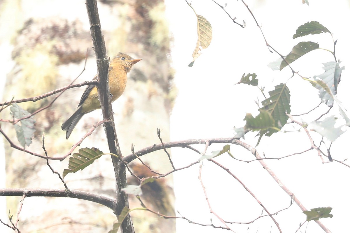 Ochraceous Pewee - ML615160322