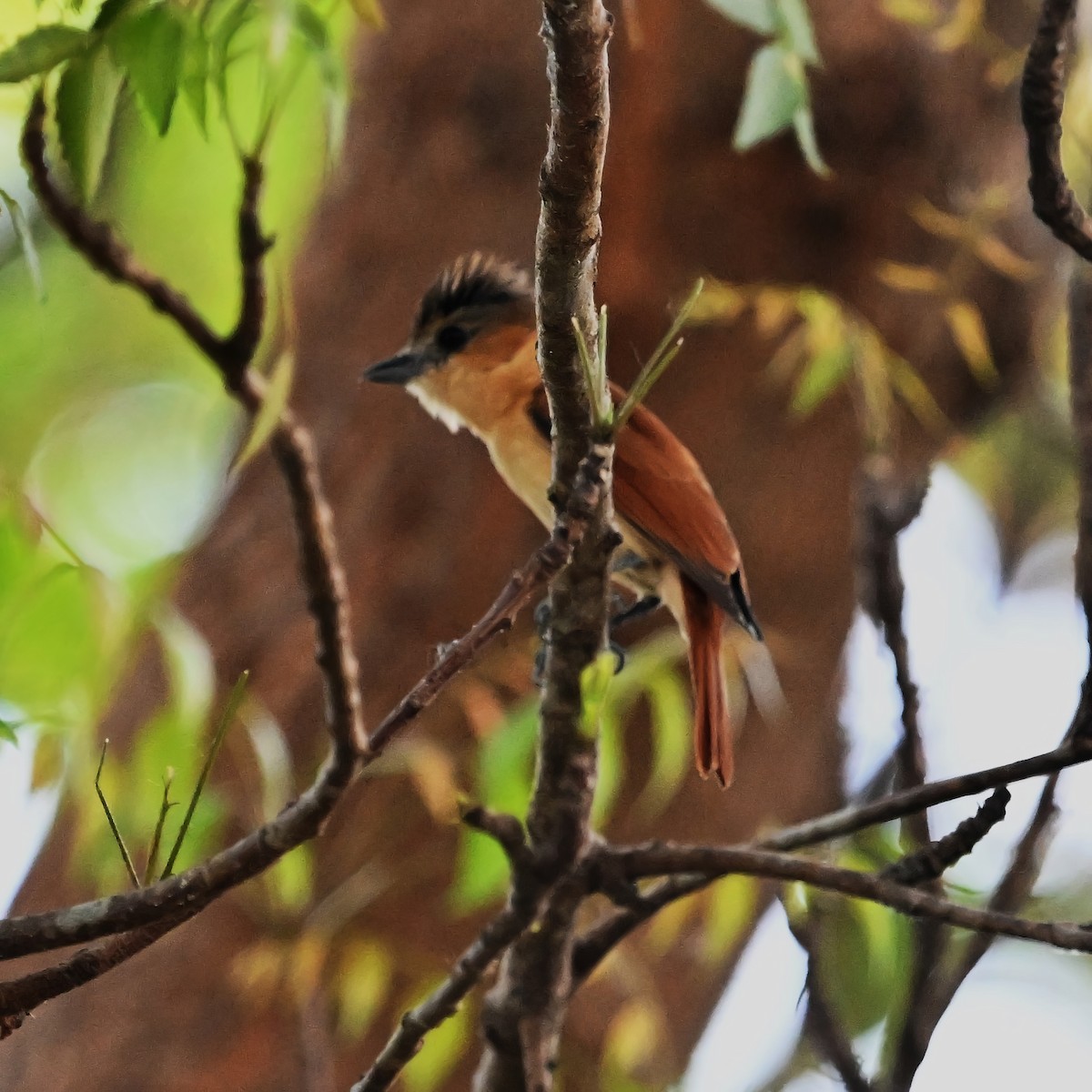 Rose-throated Becard - ML615160332