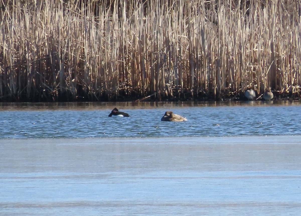 Tufted Duck - Trish Pastuszak