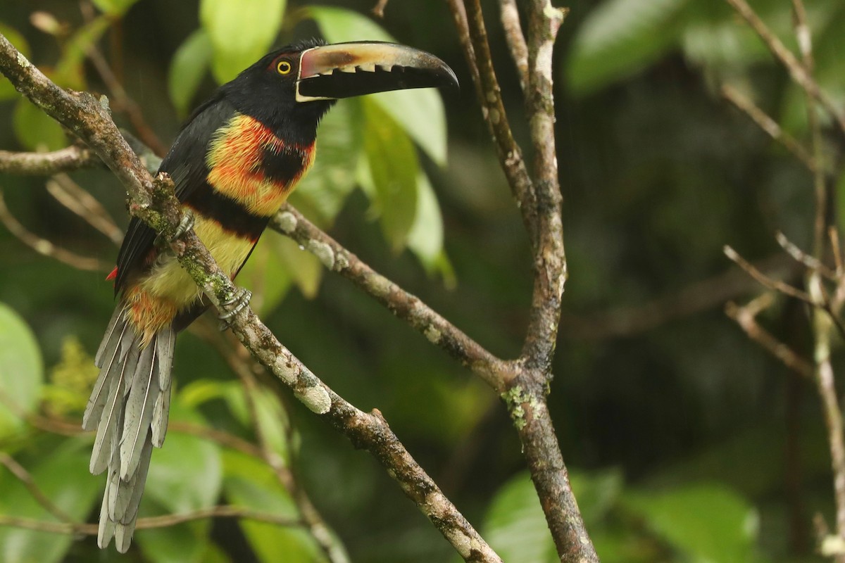 Collared Aracari - ML615160476