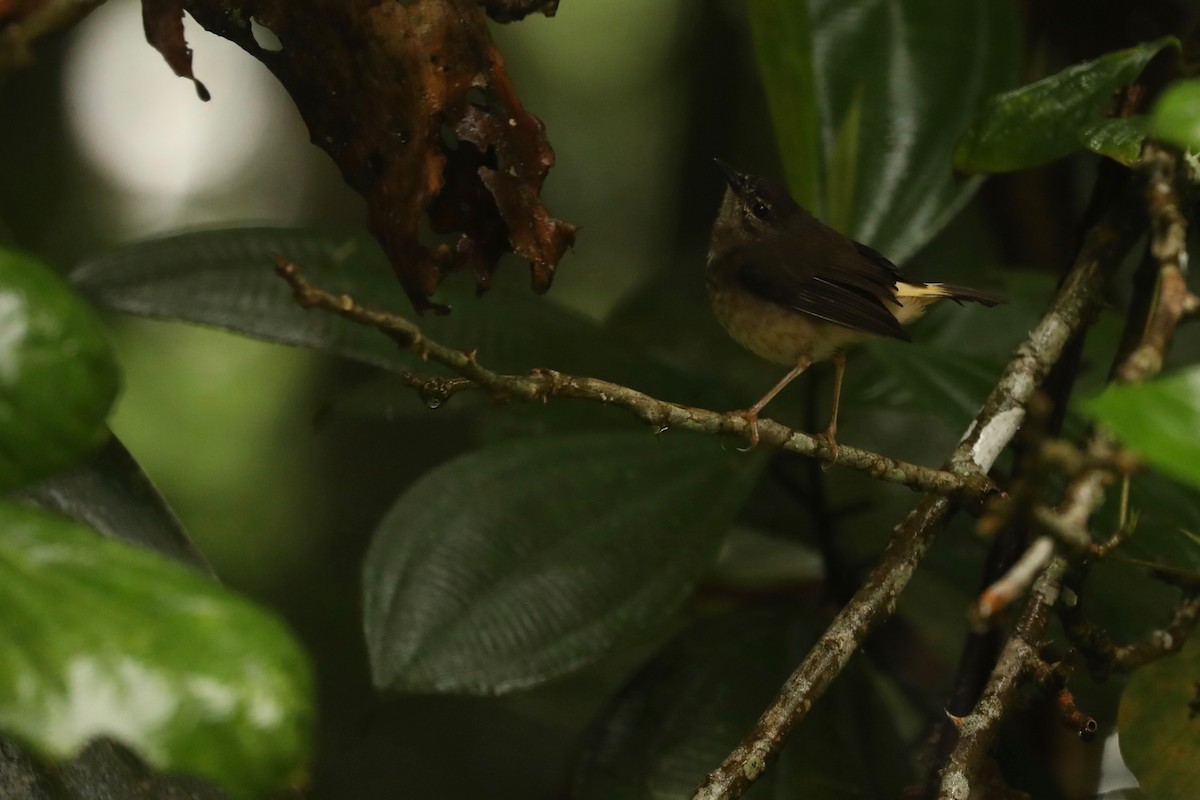 Buff-rumped Warbler - ML615160488