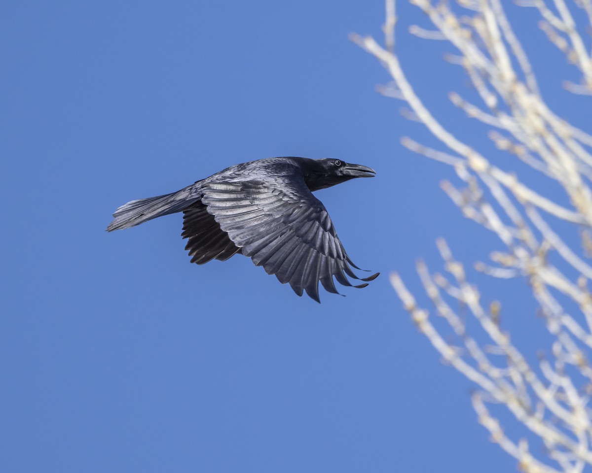 Common Raven - Kurt Holz