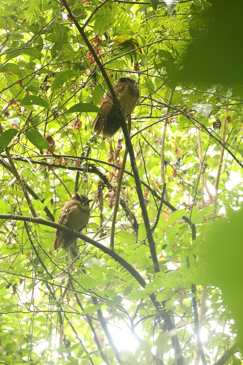 Crested Owl - ML615160539