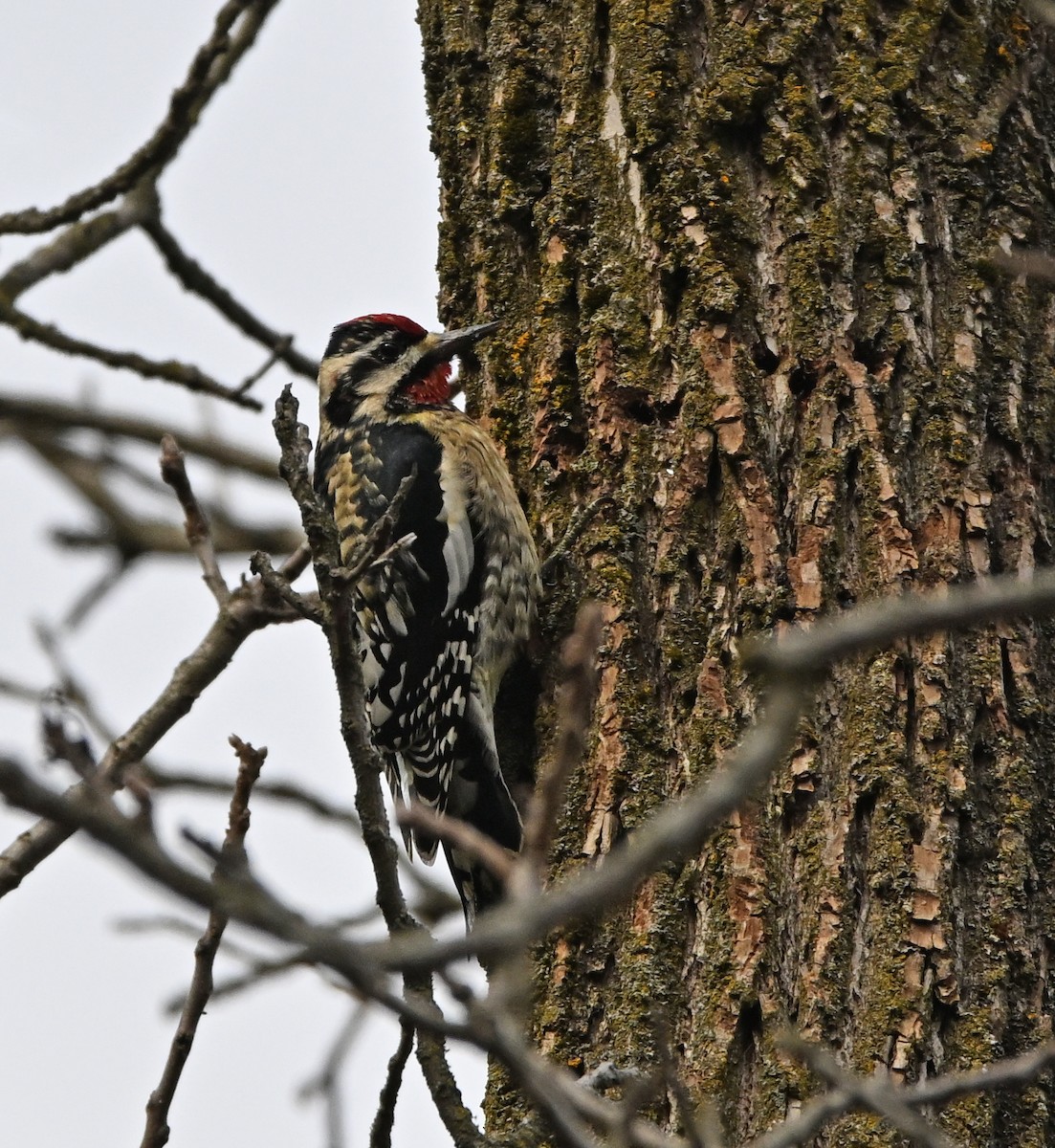 Yellow-bellied Sapsucker - Jennifer Leat