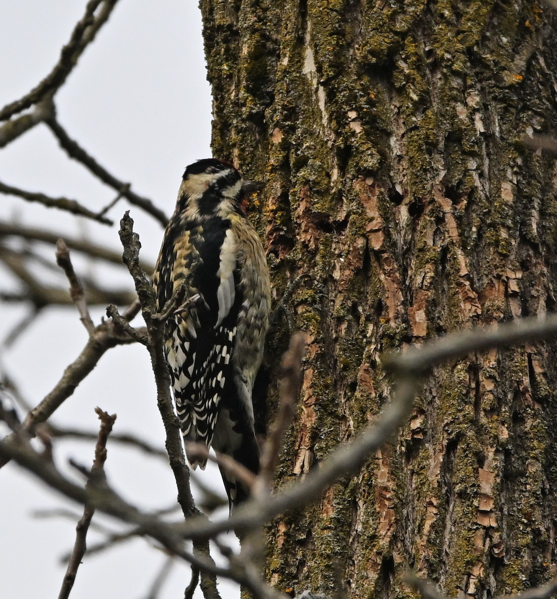 Yellow-bellied Sapsucker - Jennifer Leat