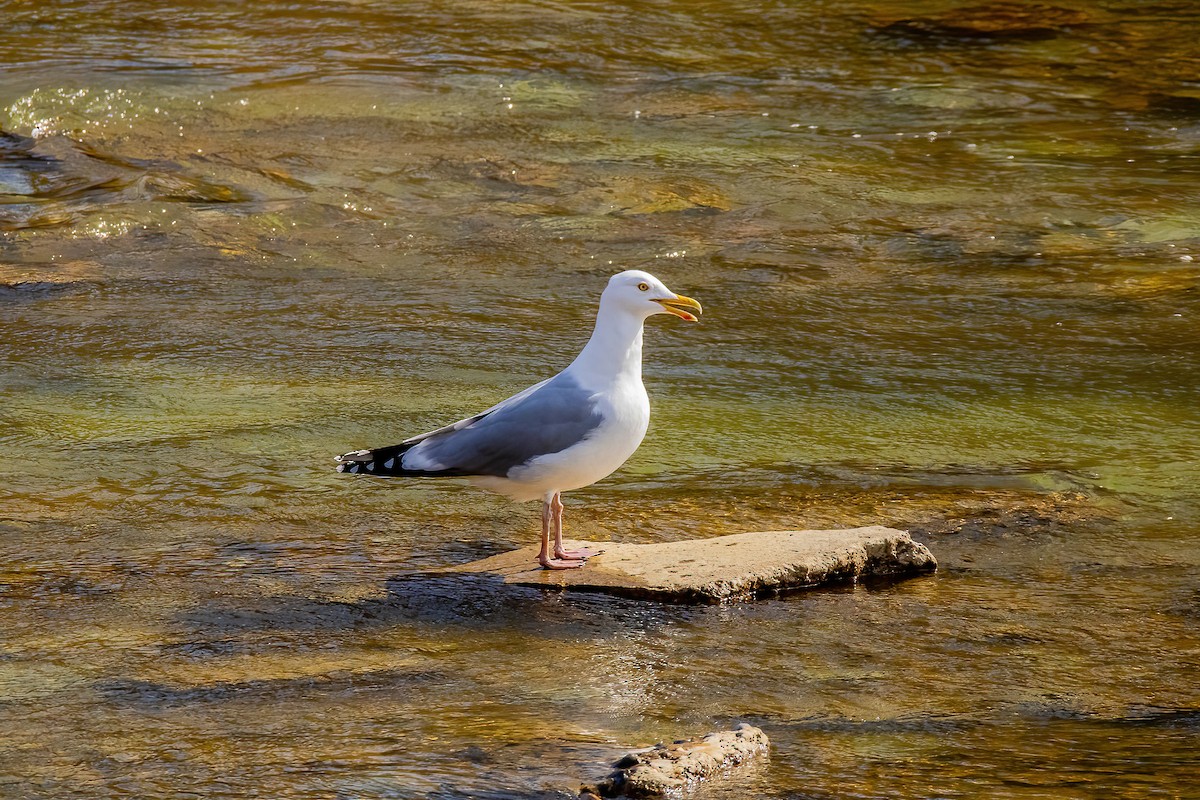 Herring Gull (American) - ML615160635