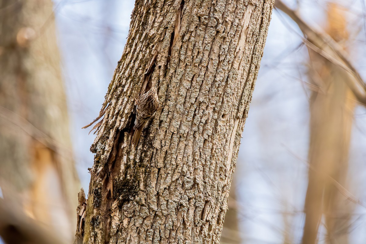 Brown Creeper - ML615160651