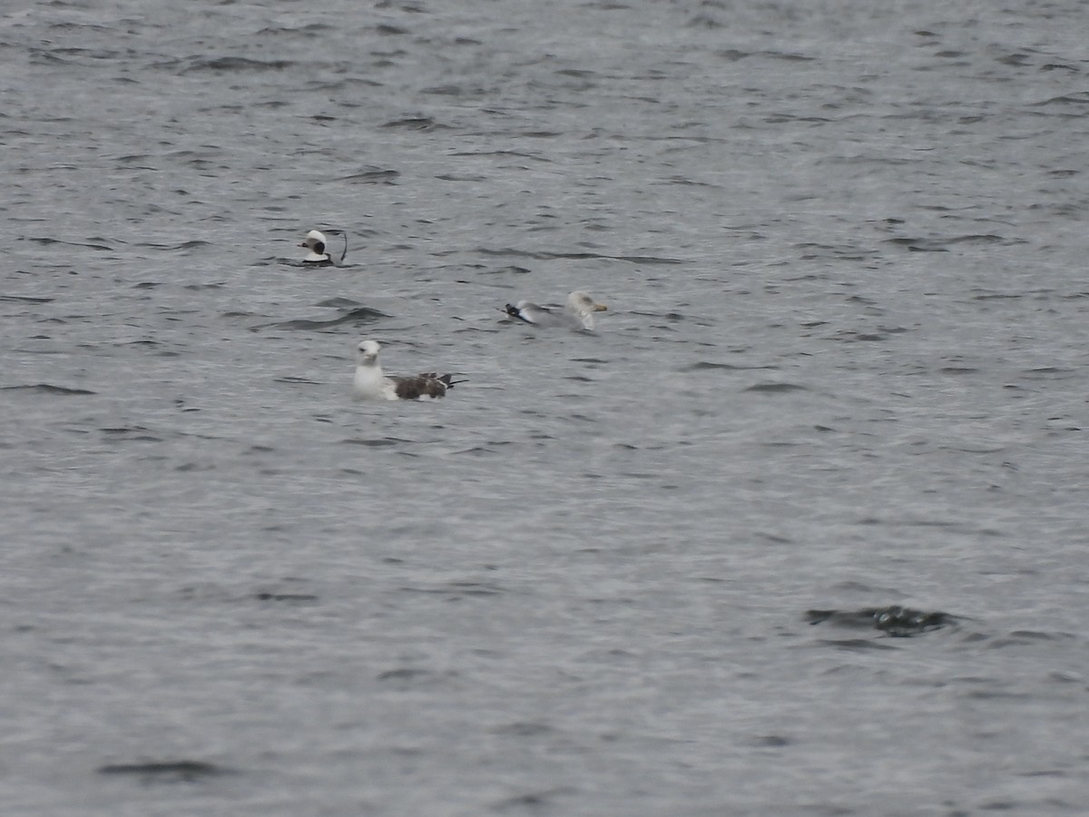 Long-tailed Duck - ML615160668