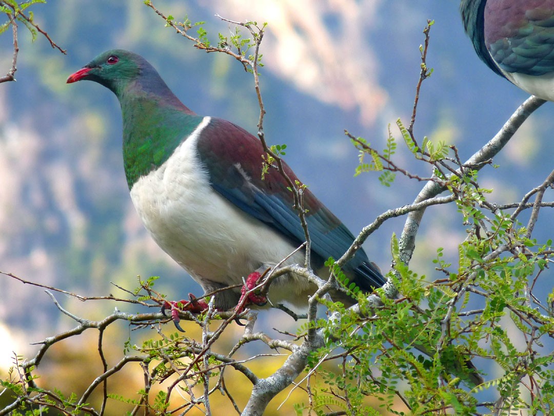 New Zealand Pigeon - ML615160678