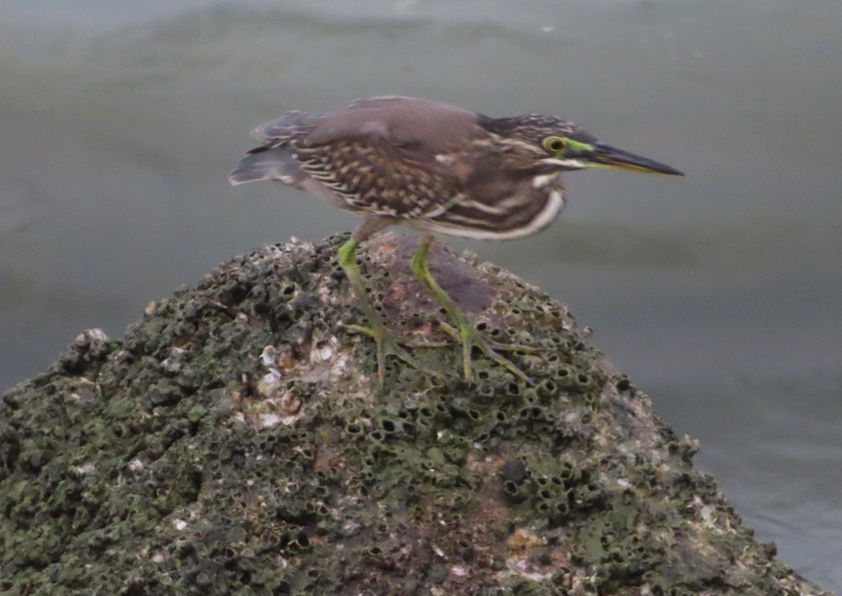 Striated Heron - ML615160691