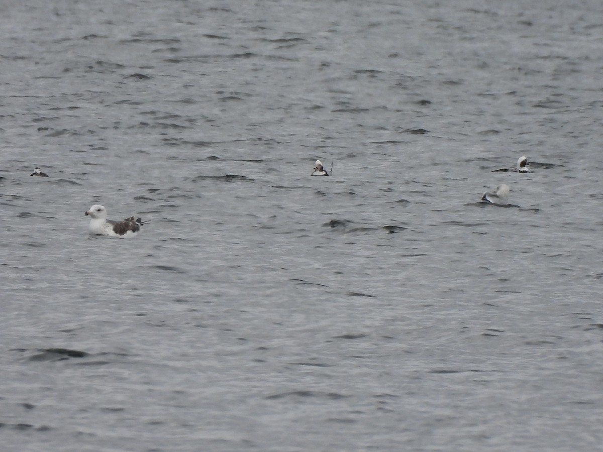 Long-tailed Duck - ML615160699