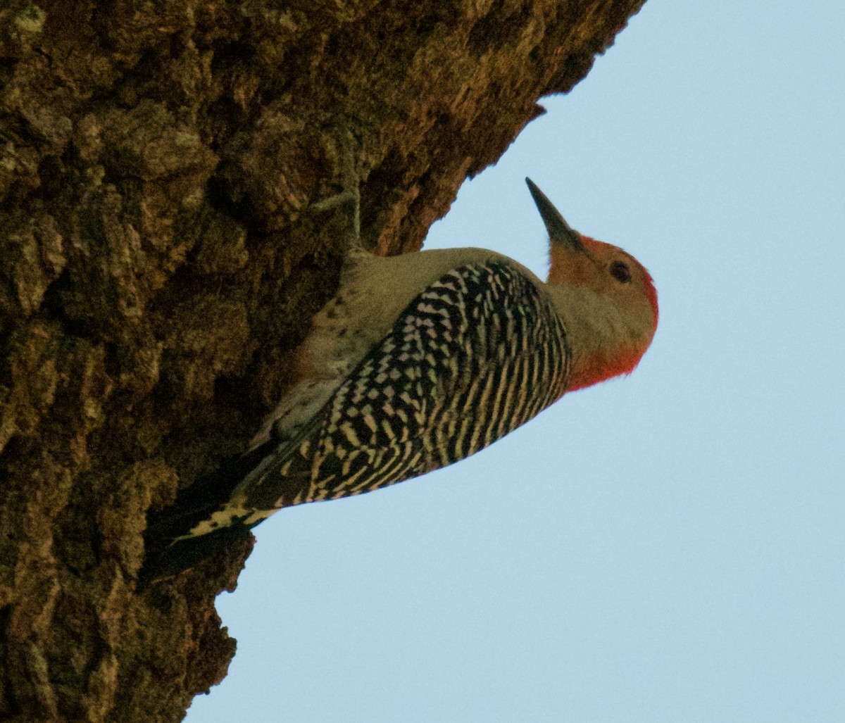 Red-bellied Woodpecker - Tamera Eirten
