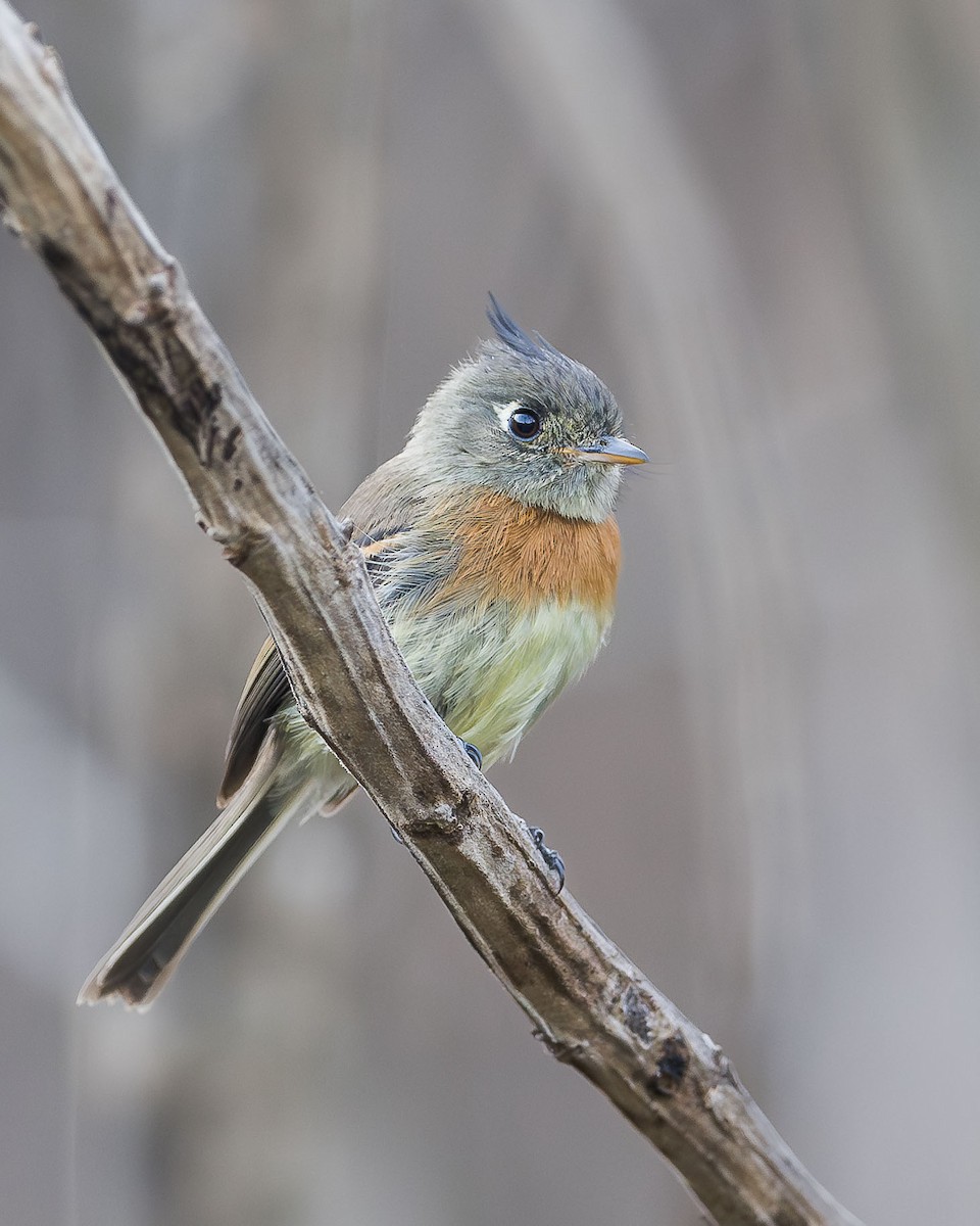 Belted Flycatcher - ML615160755