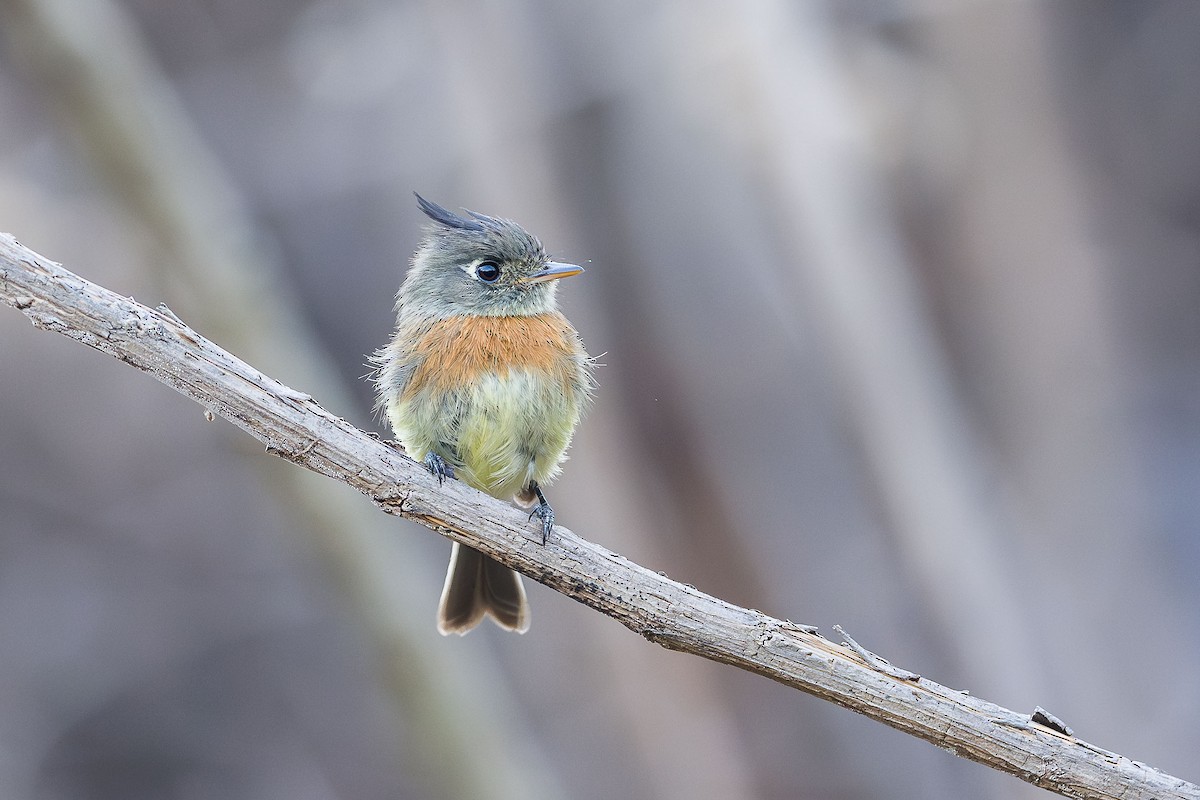 Belted Flycatcher - ML615160756