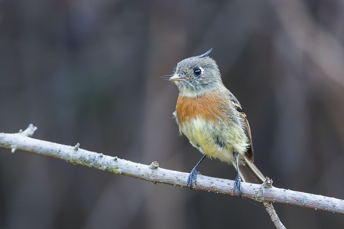 Belted Flycatcher - ML615160757