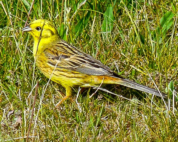 Yellowhammer - Arden Anderson