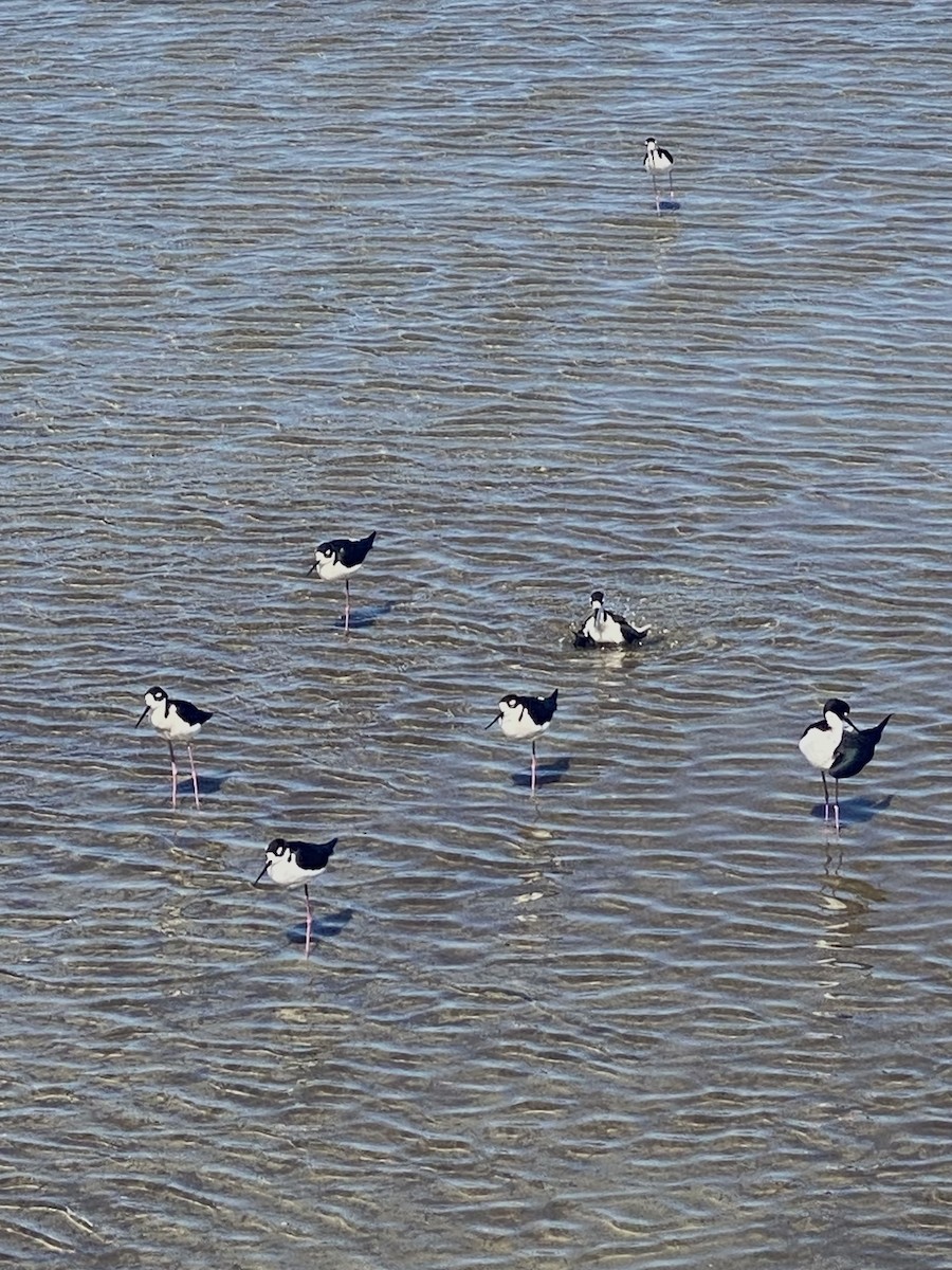 Black-necked Stilt - ML615160858