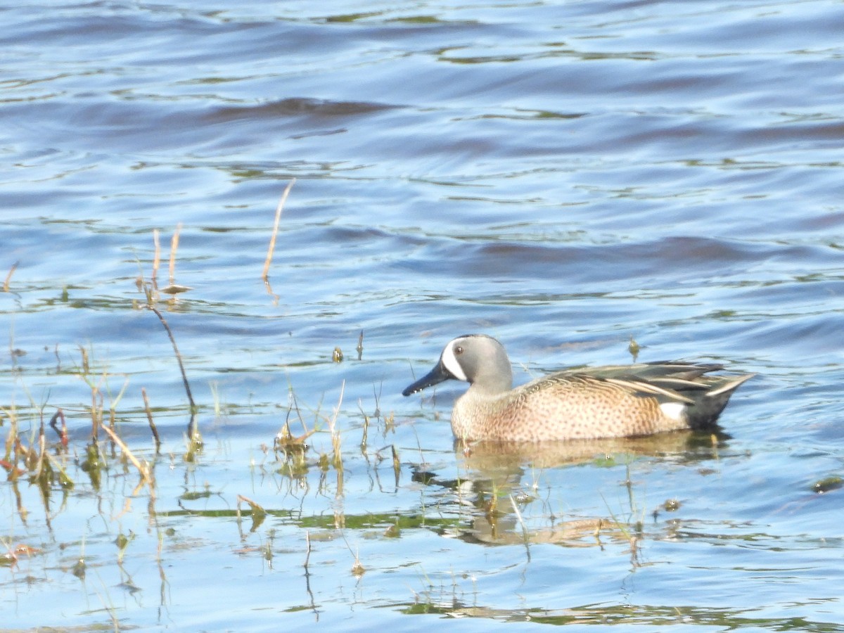 Blue-winged Teal - ML615160865
