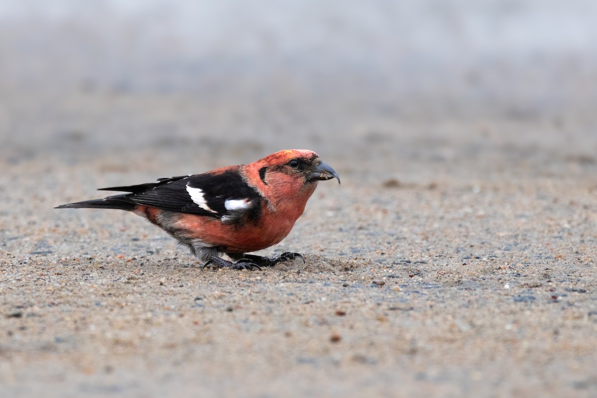 White-winged Crossbill - ML615160877