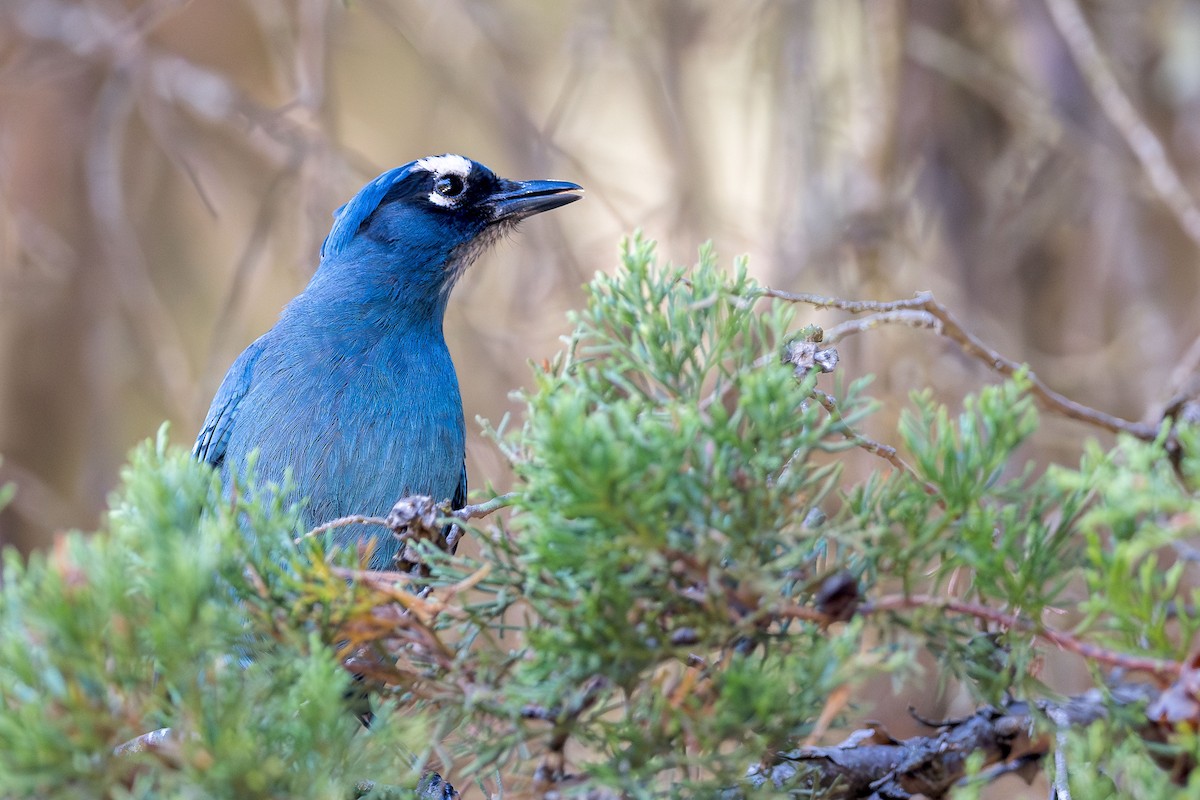 Steller's Jay (Middle American) - Ryan Shean