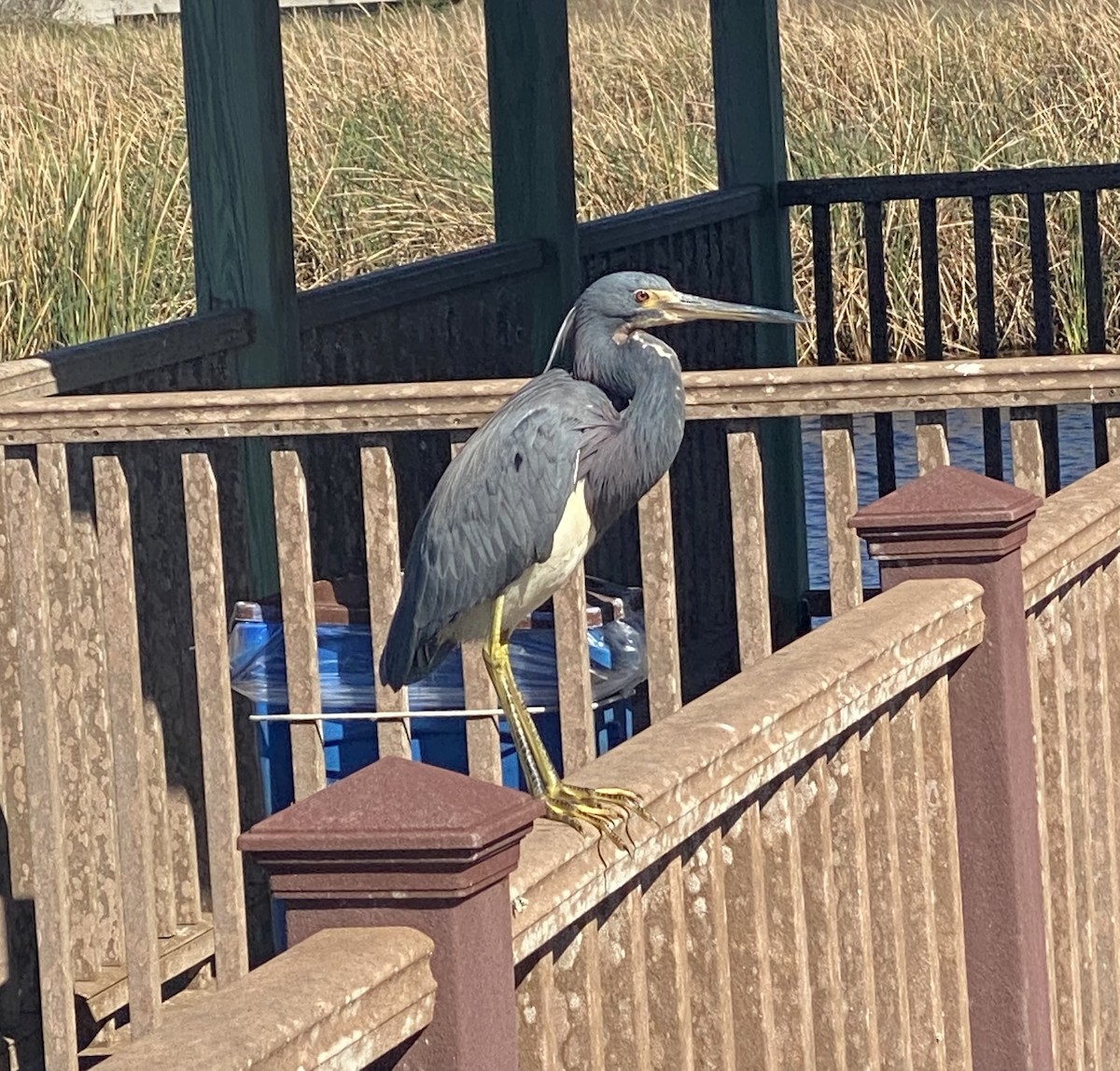 Tricolored Heron - ML615160890