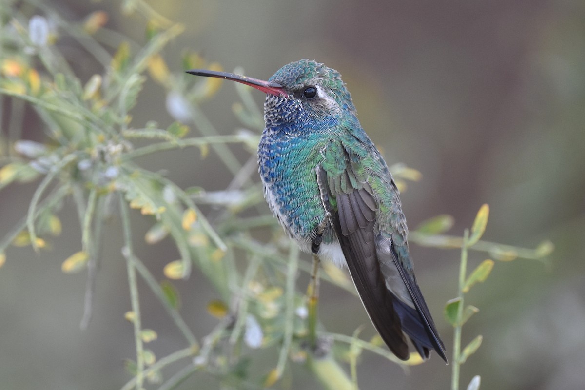 Broad-billed Hummingbird - Naresh Satyan