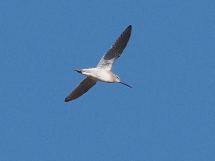 Long-billed Dowitcher - ML615160923