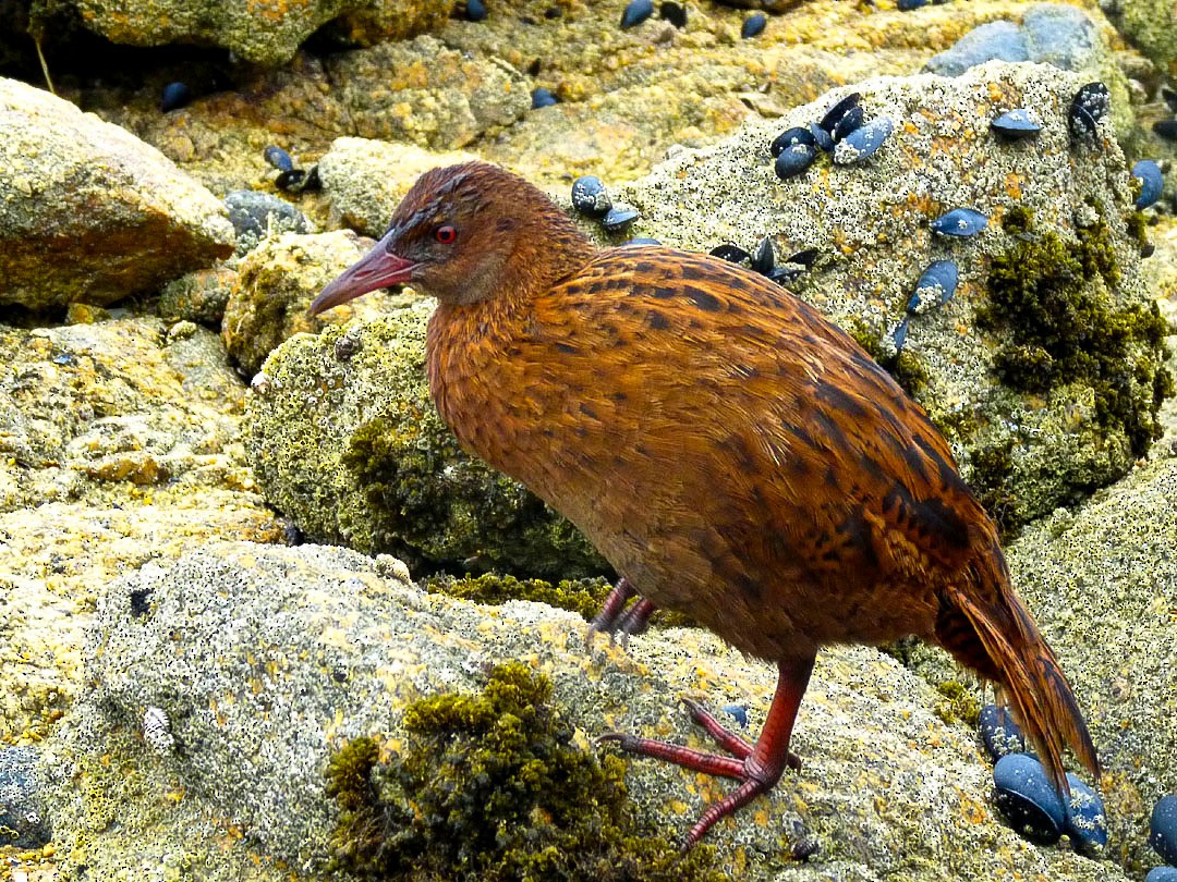 Weka - Arden Anderson