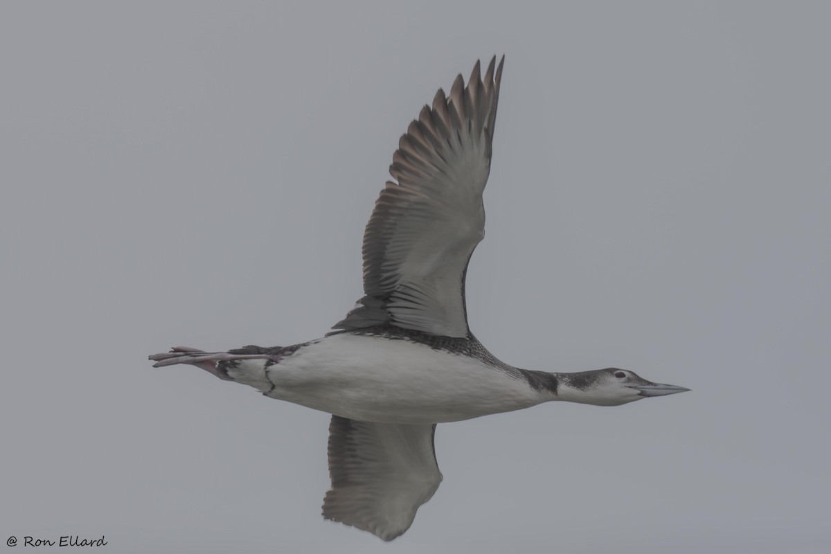 Common Loon - ML615161115