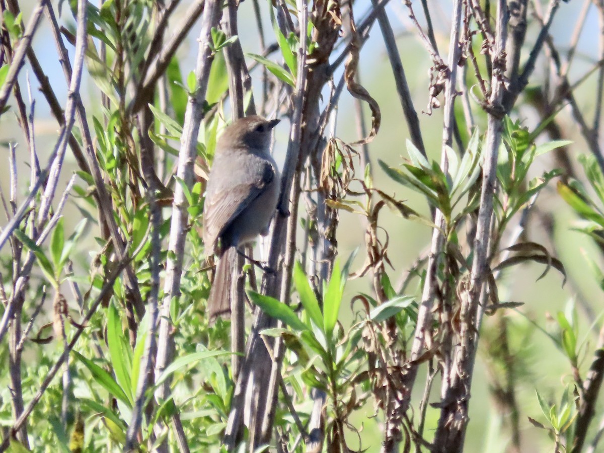 Bushtit - Craig Watson