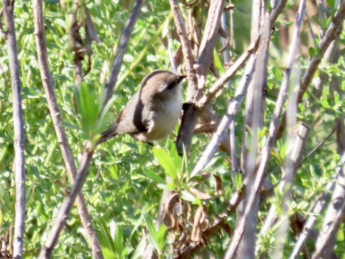 Bushtit - Craig Watson