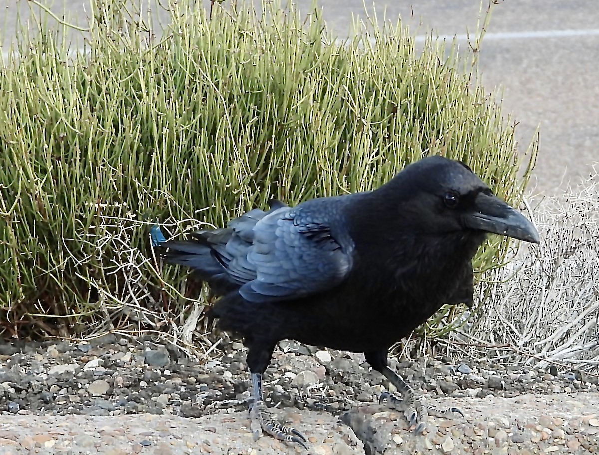 Common Raven - ML615161188